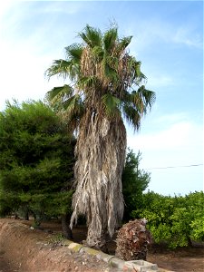 Aspecto general de Washingtonia robusta (Moncofar, Castellón)