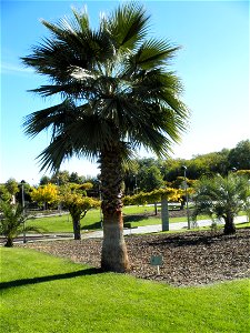 Washingtonia robusta habit, Parque El Pilar de Ciudad Real, Spain photo