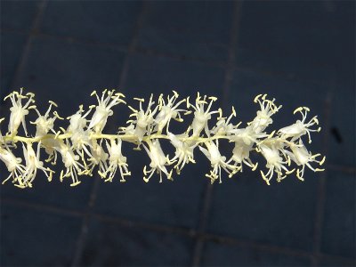 Flores de Washingtonia robusta. Moncofar, Castellón, España.