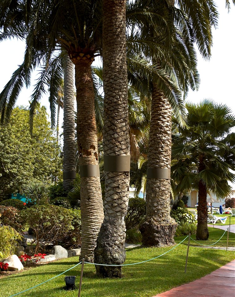 Phoenix canariensis palm trees with a metal band to protect birds against cats that can climb in the tree to attack the young birds in their nests. Photo taken in San Agustín, Gran Canaria