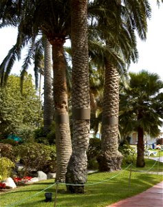 Phoenix canariensis palm trees with a metal band to protect birds against cats that can climb in the tree to attack the young birds in their nests. Photo taken in San Agustín, Gran Canaria