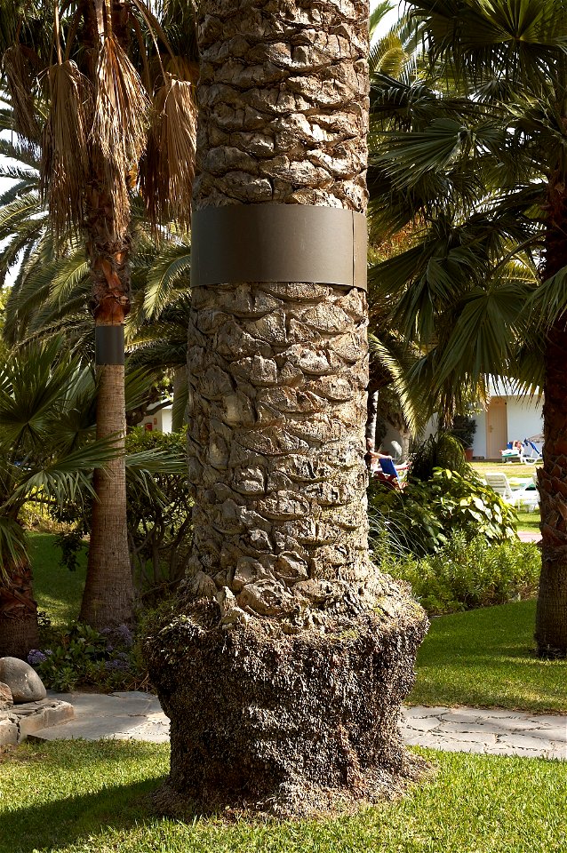 Phoenix canariensis palm trees with a metal band to protect birds against cats that can climb in the tree to attack the young birds in their nests. Photo taken in San Agustín, Gran Canaria