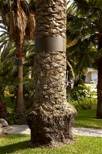 Phoenix canariensis palm trees with a metal band to protect birds against cats that can climb in the tree to attack the young birds in their nests. Photo taken in San Agustín, Gran Canaria