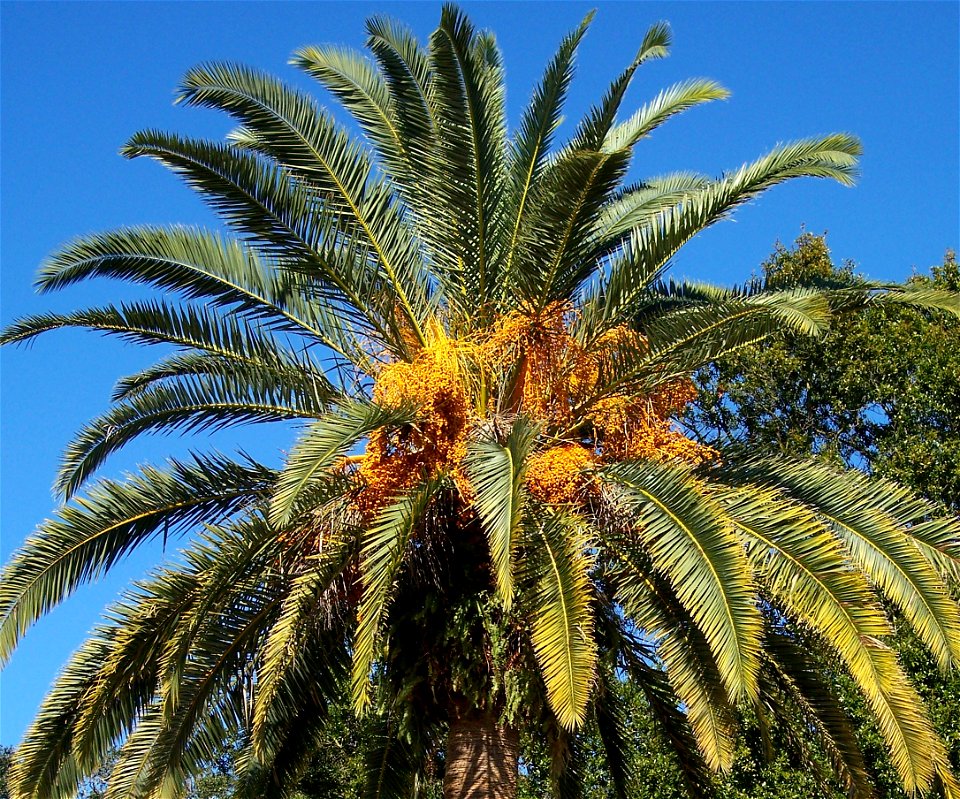 Phoenix sp. P. canariensis