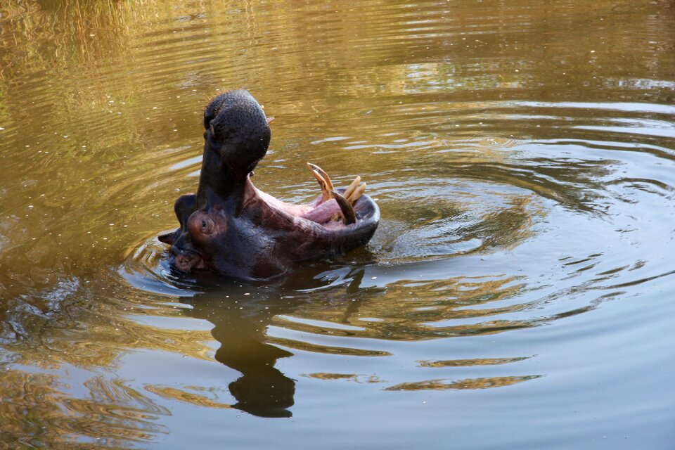 Hippopotamus safari animal