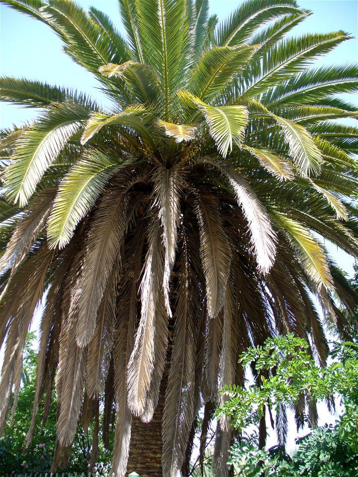 Kanári datolyapálma (Phoenix canariensis) Athénban