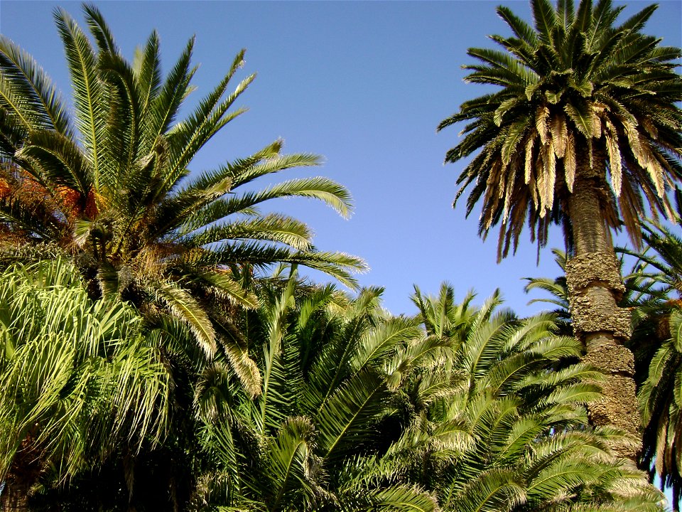 Kalamiaris phoenix canariensis palm forest, Panayoudha, Lesvos.