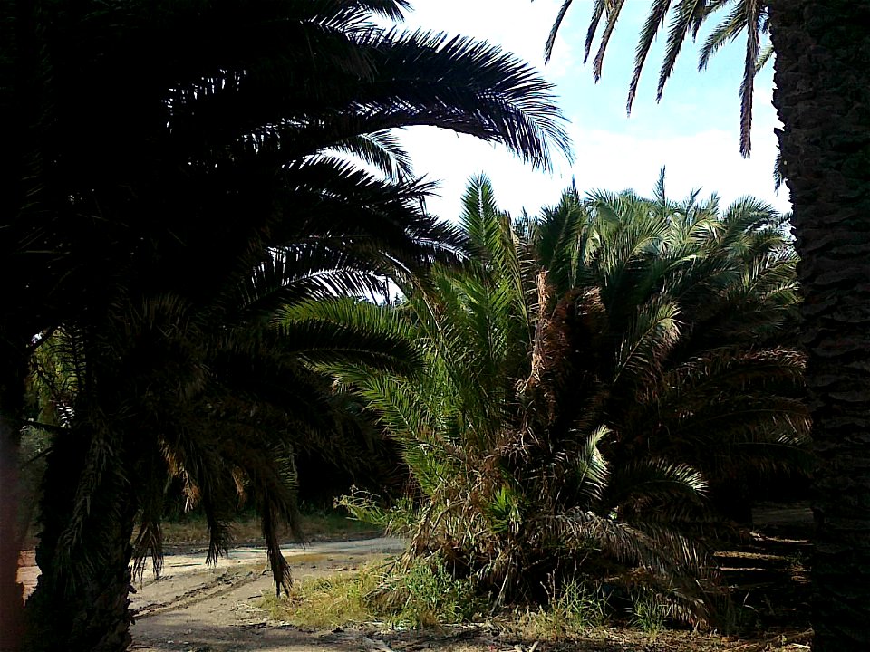 Natural way palm forest of phoenix canariensis part.