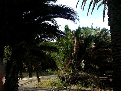 Natural way palm forest of phoenix canariensis part.