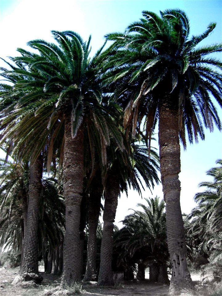 Kalamiaris phoenix canariensis palm forest, Lesvos