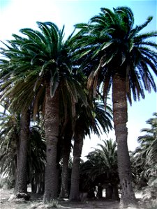 Kalamiaris phoenix canariensis palm forest, Lesvos