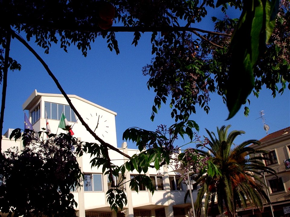 Melia azedarach a Porto Torres