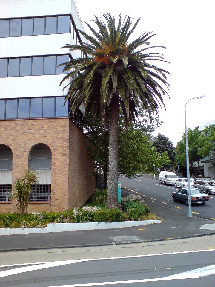 A palm (Phoenix canariensis) in a side street of Karangahape Road, Auckland City, New Zealand.