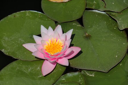 Nature blossom bloom