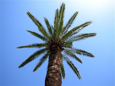 Palmae in Nice (FR-06000)