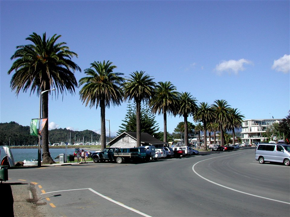 Palm trees Phoenix canariensis on Whitianga waterfront, North Island, New Zealand, near the marina