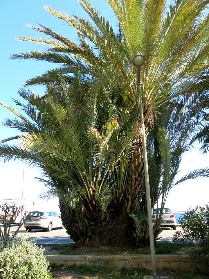 Palmtree in SanRemo (Liguria, Italy).