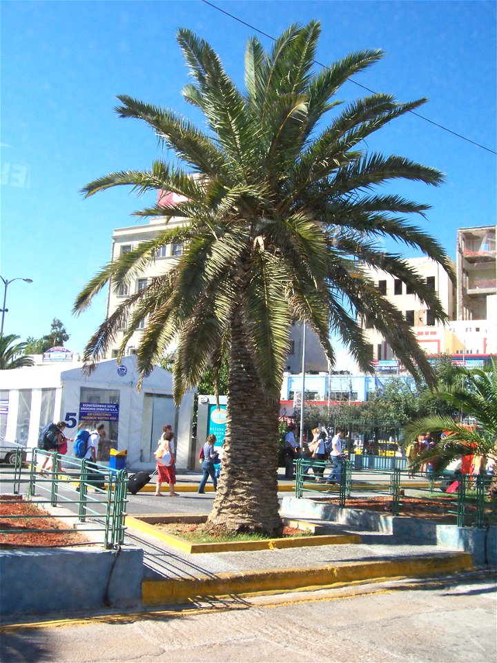 Phoenix Canariensis
