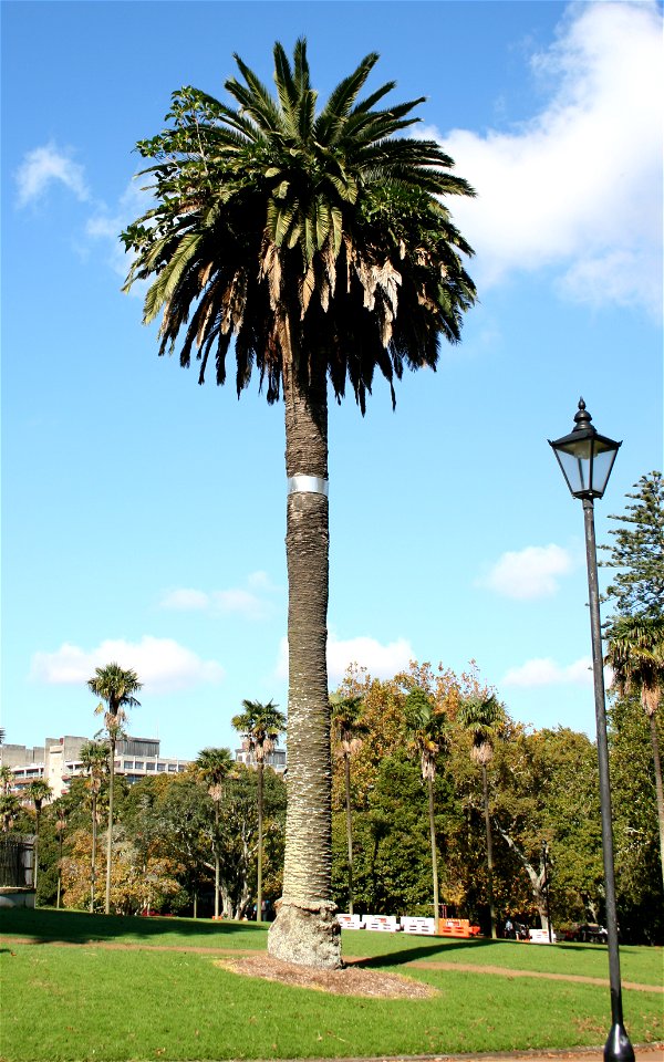 A tall Phoenix canariensis palm in Albert Park, Auckland, New Zealand. Several young plants of the Australian banyan-type fig Ficus macrophylla, Moreton Bay Fig, have started life as epiphytes on this