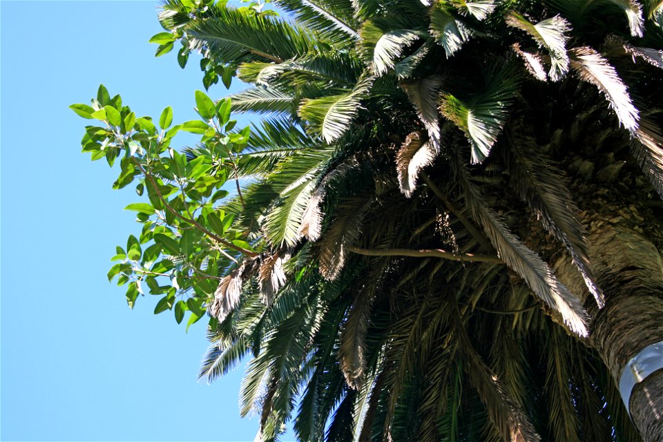 An increasingly common sight in northern New Zealand. A young plant of the Australian banyan-type fig Ficus macrophylla, Moreton Bay Fig, has started life as an epiphyte on a tall Phoenix canariensis 