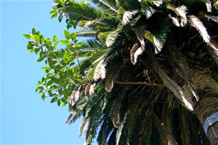 An increasingly common sight in northern New Zealand. A young plant of the Australian banyan-type fig Ficus macrophylla, Moreton Bay Fig, has started life as an epiphyte on a tall Phoenix canariensis 