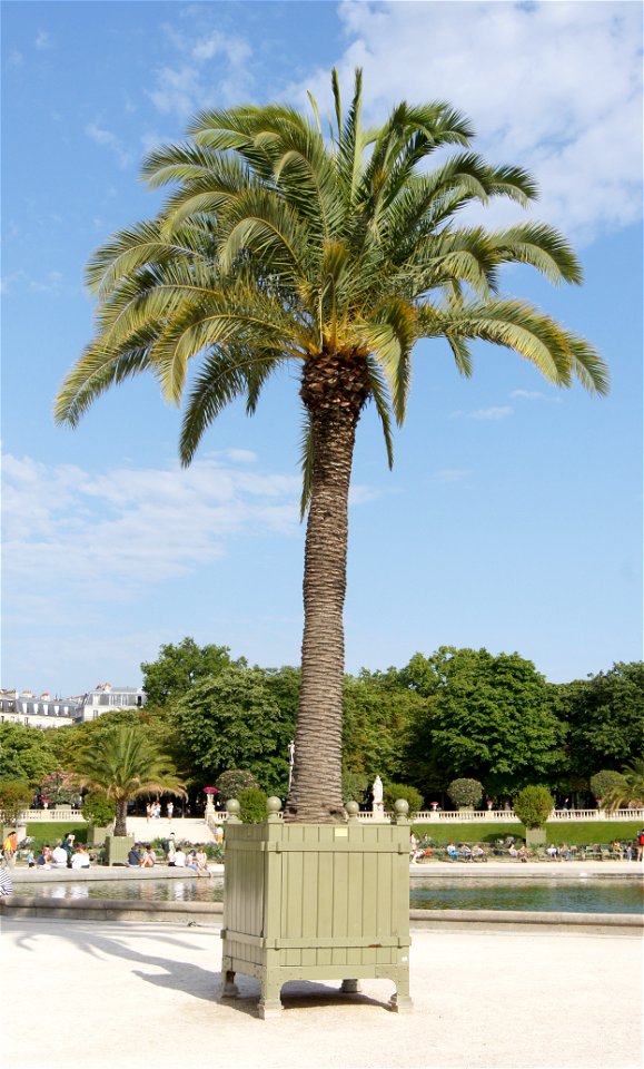 Phoenix canariensis cultivar, Jardin du Luxembourg, Paris.