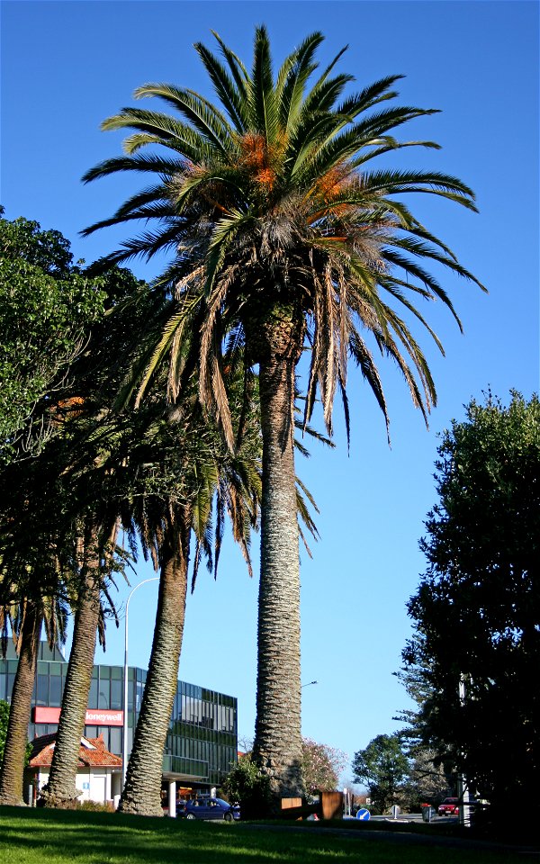 Phoenix canariensis, Canary Island Palm, in cultivation at Mt Eden, Auckland, New Zealand.