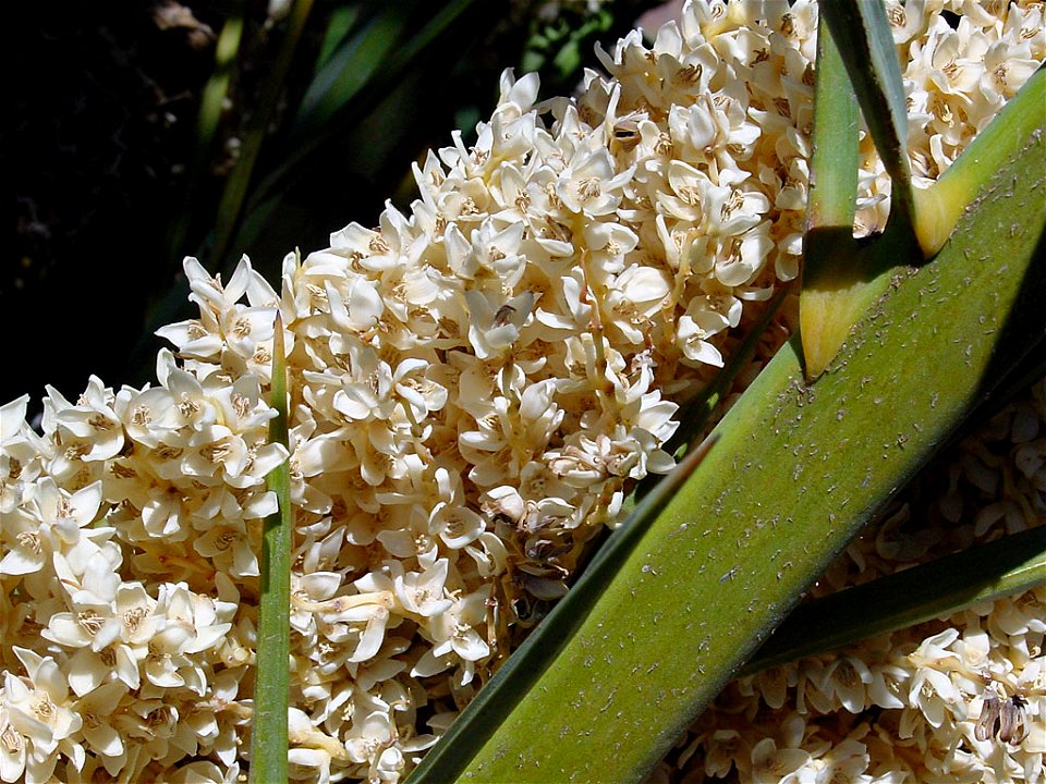 Canary Island Date Palm flowers. Photo taken in Gran Canaria.