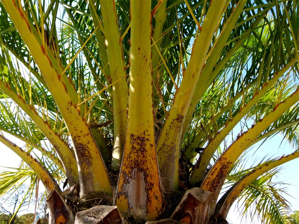 Phoenix canariensis au jardin du Luxembourg (Paris, France)