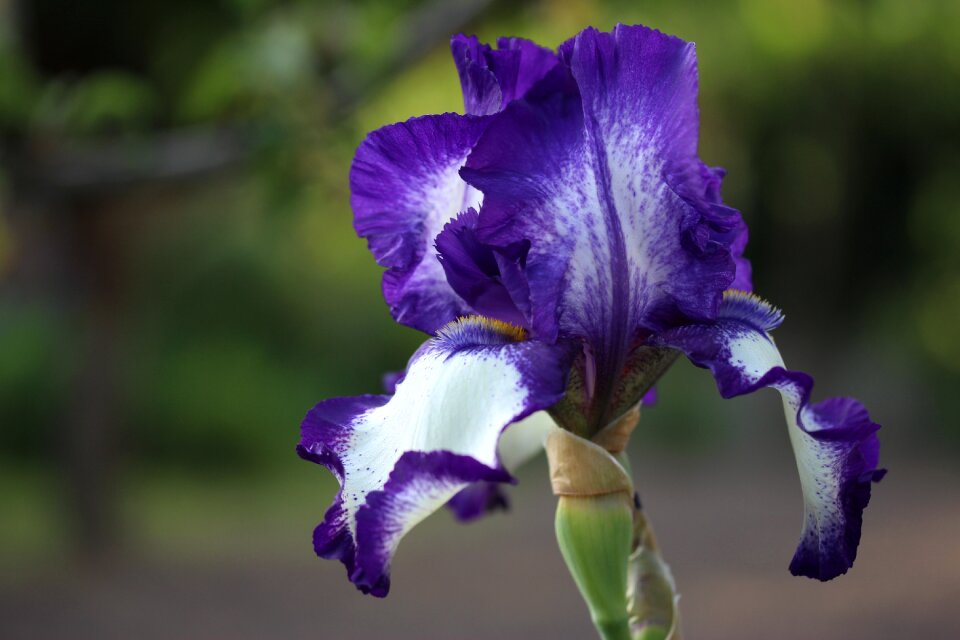 Flower nature plant