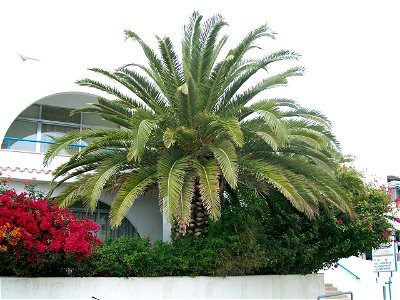 Eine wunderbar blühende Palme mit anderen Pflanzen zusammen! Fotografiert habe ich die Palme auf Zypern! Jeder darf dieses Bild frei verwenden!)