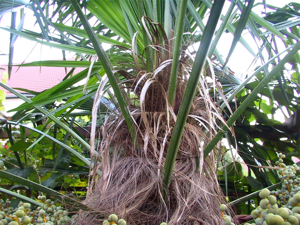Chinesische Hanfpalme