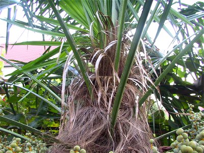 Chinesische Hanfpalme