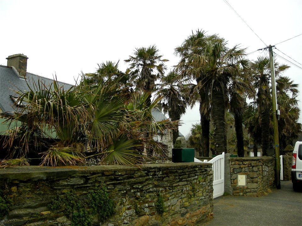 Trachycarpus fortunei au Rozel (Manche, Basse-Normandie, France).