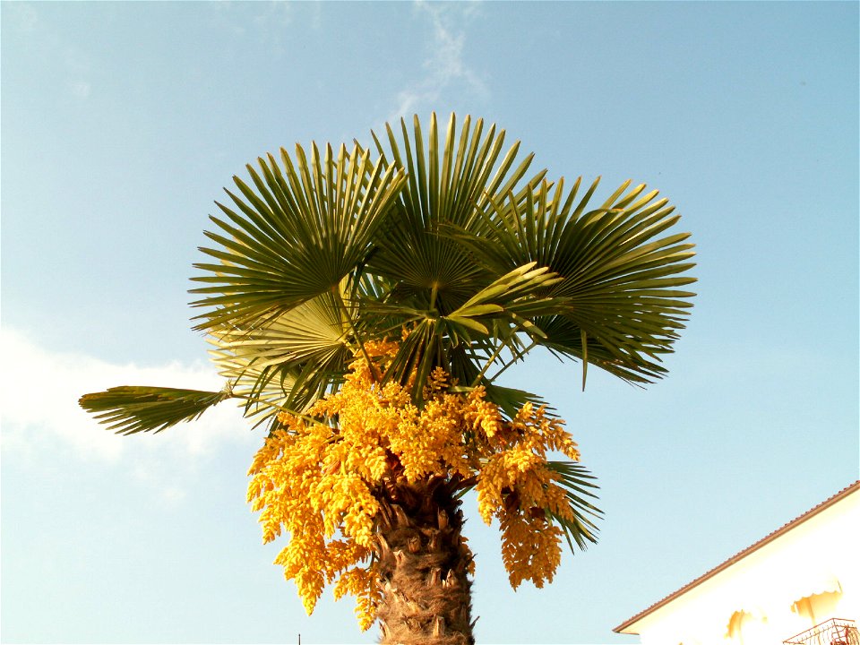 Trachycarpus fortunei