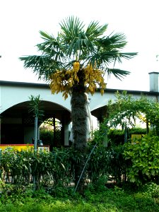Trachycarpus fortunei