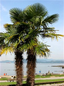 Vancouver, Palm Tree, English Bay photo