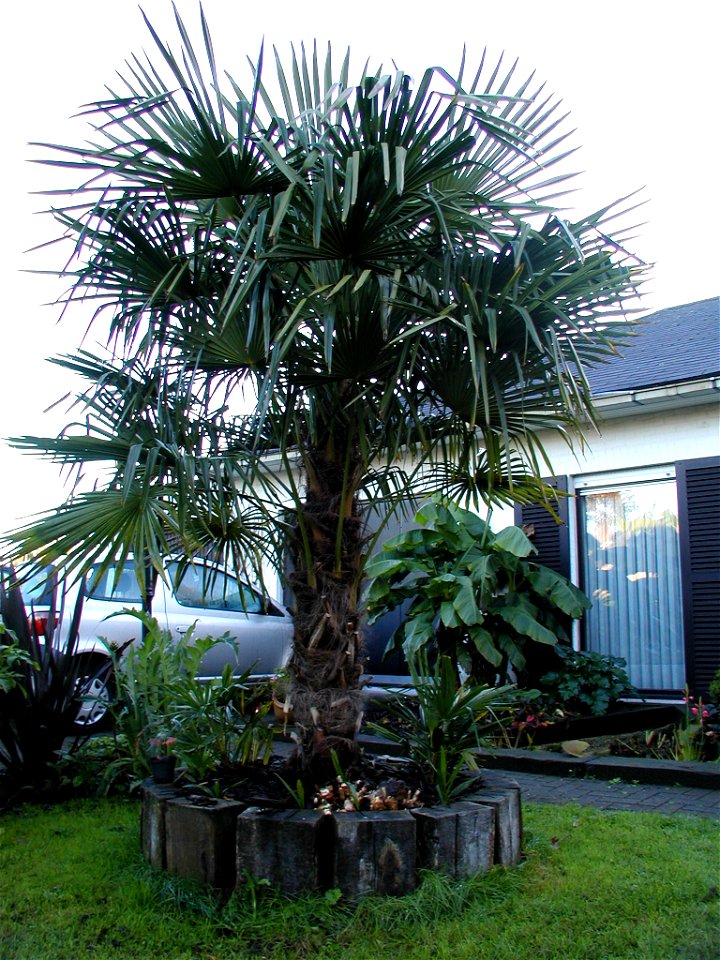 Trachycarpus fortunei in Bornem (België).