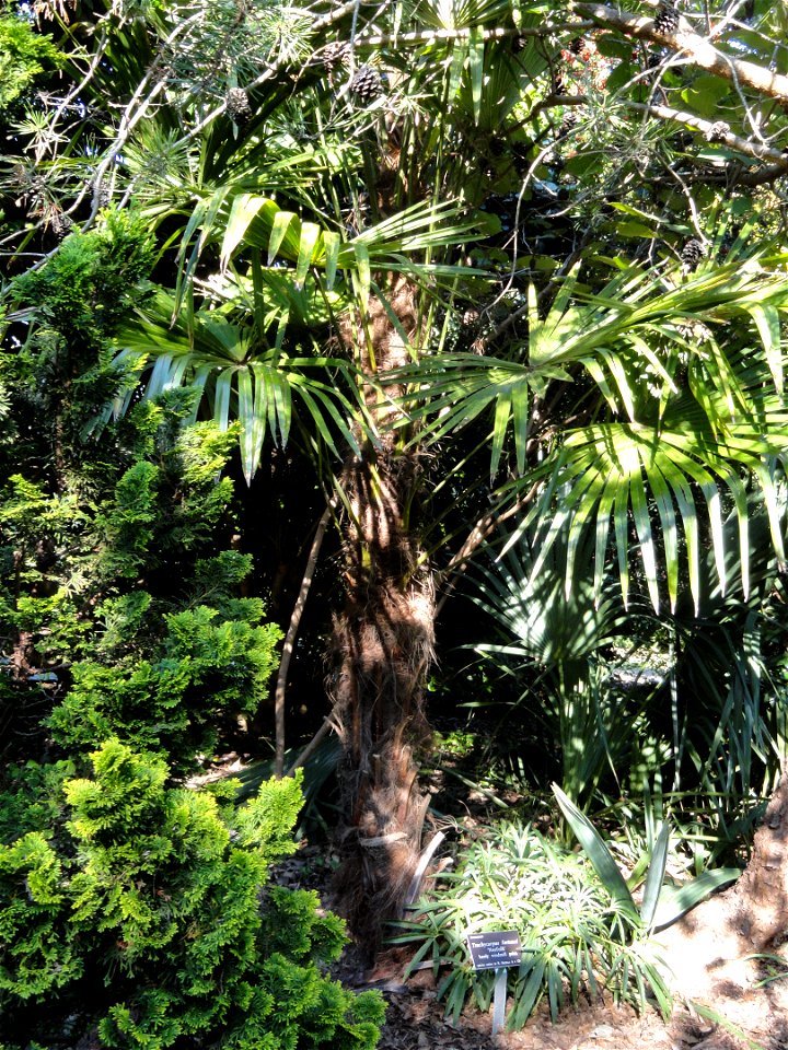 Trachycarpus fortunei 'Norfolk' specimen in the J. C. Raulston Arboretum (North Carolina State University), 4415 Beryl Road, Raleigh, North Carolina, USA.