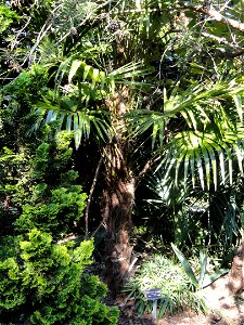 Trachycarpus fortunei 'Norfolk' specimen in the J. C. Raulston Arboretum (North Carolina State University), 4415 Beryl Road, Raleigh, North Carolina, USA.