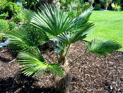 Trachycarpus f. "wagnerianus"
