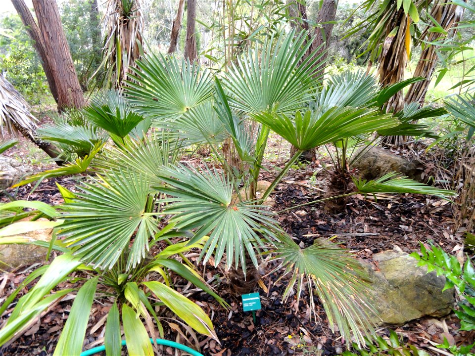 Trachycarpus wagnerianus specimen in the Jardin d'oiseaux tropicaux, La Londe-les-Maures, France.