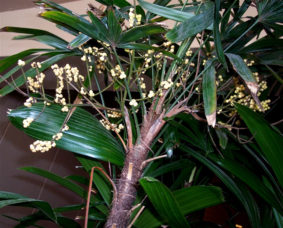 Three fruiting branches on a female Rhapis excelsa I noticed in Ybor City - Tampa, Fl.  Organs are branched to two orders, emerging within the leaf crown; the small, white fruit develop from one or ra