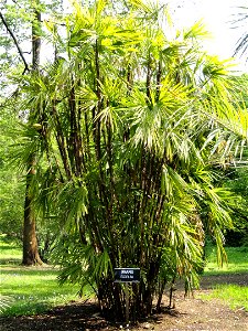 Rhapis excelsa. Botanical specimen on the grounds of the Villa Taranto (Verbania), Lake Maggiore, Italy.
