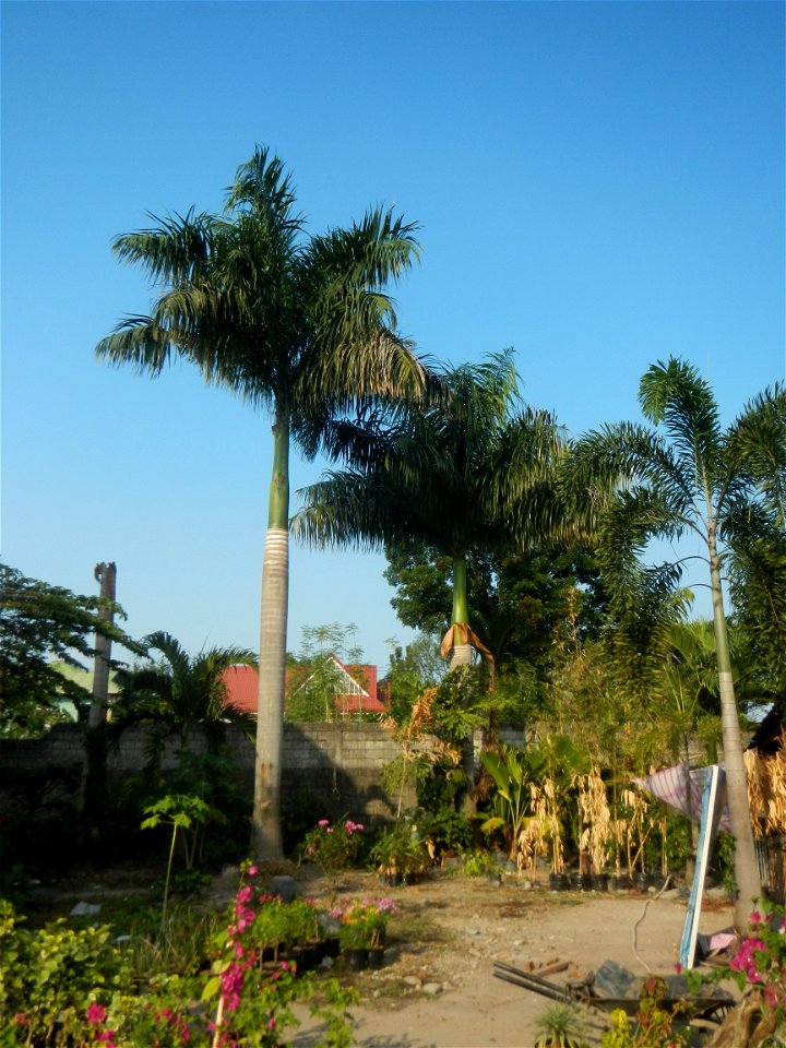 Roystonea regia Roystonea regia Gardens of City of San Fernando Saint Paul Novitiate 15°5'15"N 120°37'57"E Barangay San Isidro and Sindalan City of San Fernando, Pampanga accessed from and along MacAr