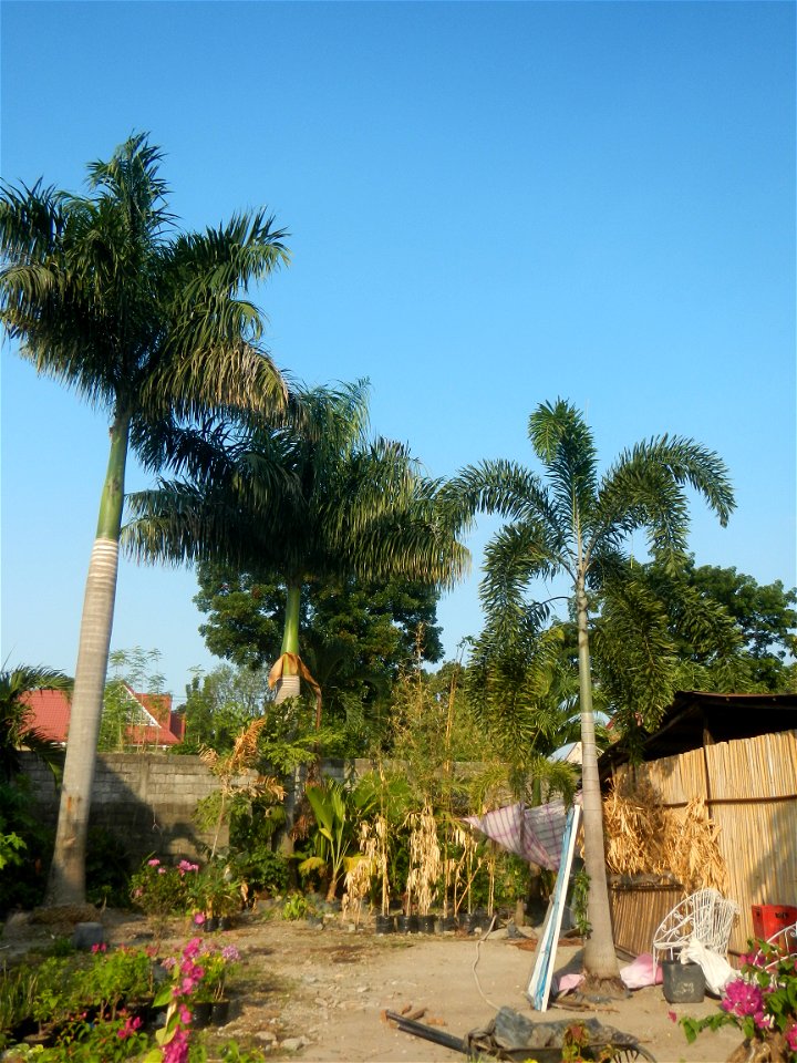 Roystonea regia Roystonea regia Gardens of City of San Fernando Saint Paul Novitiate 15°5'15"N 120°37'57"E Barangay San Isidro and Sindalan City of San Fernando, Pampanga accessed from and along MacAr