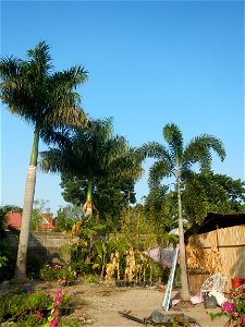 Roystonea regia Roystonea regia Gardens of City of San Fernando Saint Paul Novitiate 15°5'15"N 120°37'57"E Barangay San Isidro and Sindalan City of San Fernando, Pampanga accessed from and along MacAr
