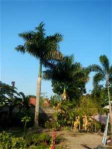 Roystonea regia Roystonea regia Gardens of City of San Fernando Saint Paul Novitiate 15°5'15"N 120°37'57"E Barangay San Isidro and Sindalan City of San Fernando, Pampanga accessed from and along MacAr photo