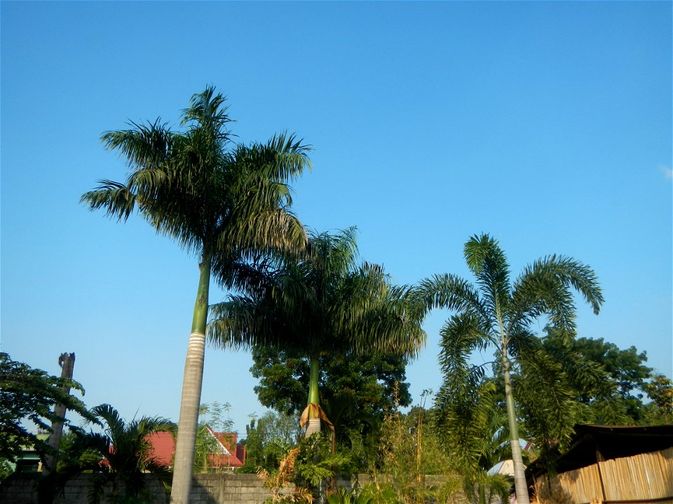 Roystonea regia Roystonea regia Gardens of City of San Fernando Saint Paul Novitiate 15°5'15"N 120°37'57"E Barangay San Isidro and Sindalan City of San Fernando, Pampanga accessed from and along MacAr