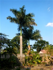 Roystonea regia Roystonea regia Gardens of City of San Fernando Saint Paul Novitiate 15°5'15"N 120°37'57"E Barangay San Isidro and Sindalan City of San Fernando, Pampanga accessed from and along MacAr photo